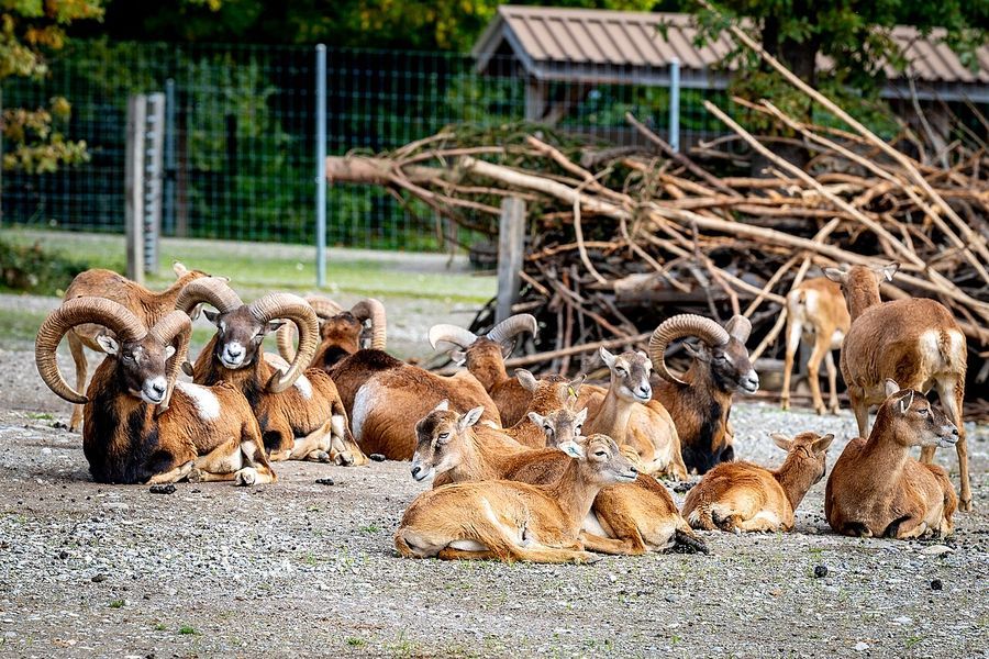 Mufflons im Wildpark Bruderhaus